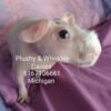 Teddy, American, texel, Abyssinian, skinny pigs. Follow my fb page at Plushy & Wrinkley Cavies!