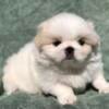 Sammi white male Pekingese puppy 