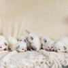 Siamese Kittens for sale in Tennessee