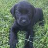 AKC Lab puppies for sale