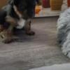 Yorkshire T pups