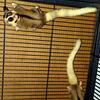 sugar glider