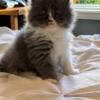 Blue and White Persian Kitten