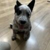 Australian Cattle Dog