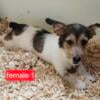 JACK RUSSELL SHORTIE PUPS REDUCED PRICE FOR THE WEEKEND!