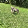 6 month old male Merle