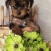 Yorkie puppies ready for their forever homes