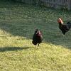 3 roosters free