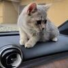Scottish kittens 