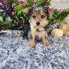 Yorkie puppies 