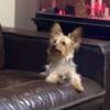 Yorkie Male wants to be loved