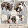 Mini Poodles! Check us out