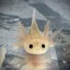 Leucistic Axolotl Babies for sale $25 or 2 for $40