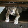 PUPPY CANE CORSO MIX