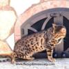 Bengal male adult cat for SALE!