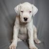 Dogo Argentino top bloodline pups