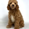 Akc toy/mini poodles