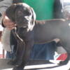 Cane Corso  Black Male Corso puppy for sale 1000