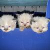 Fluffy Ragdoll kittens