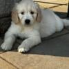 English Cream Goldens