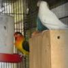 Instant lovebird aviary