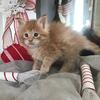 Main Coon ,Nine Kittens male and female.