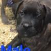 AKC registered Cane corso puppies ready