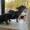 Blue & Tan Fluffy Frenche