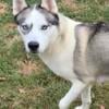 AKC Siberian Husky Adult Female