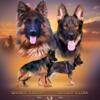 German Shepherd  Puppies AKC