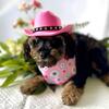 Callie - Beautiful Schnoodle (Schnauzer/Poodle mix) 