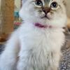 Beautiful female lynx ragdoll 