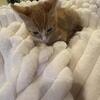 Two beautiful kittens - Siblings - 2 months old 