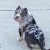 Available American Bully