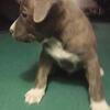 7 week old pitbull puppies 