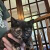 8 week kittens 2 female 1 male tabby, tortoise shell and black