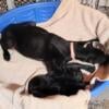 Rare solid black doberman pinscher puppies 