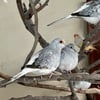 Diamond Doves for sale