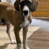 Female Great Dane 4 months old