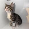 8-Week Half Bengal Kitten