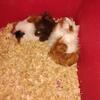 Guinea pigs