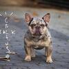 French Bulldog Puppies