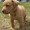 Rottweiler/Shepherd X Pitbull puppies - 7 weeks old