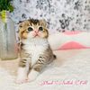 Scottish Fold Kittens