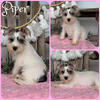 Miniature Schnauzer puppies