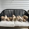 Registered Labrador retrievers
