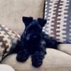 AKC Miniature Schnauzer