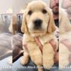 Golden Retriever Litter of Puppies For Sale