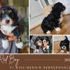 Bernedoodles Males *Reduced*