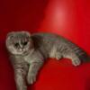 Female - Delightful Scottish Fold won't be available for long!